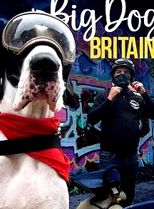 英倫巨犬粵語