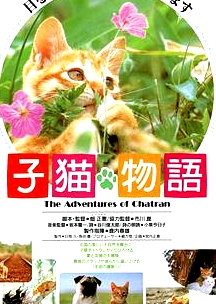 小貓的故事