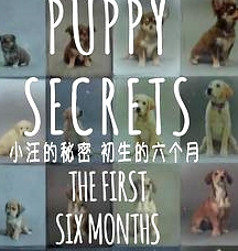 小汪的秘密